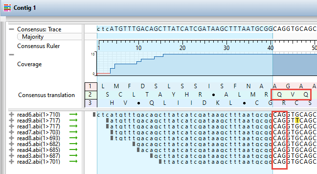 Trimming down to the target antibody translation sequence in SeqMan Ultra